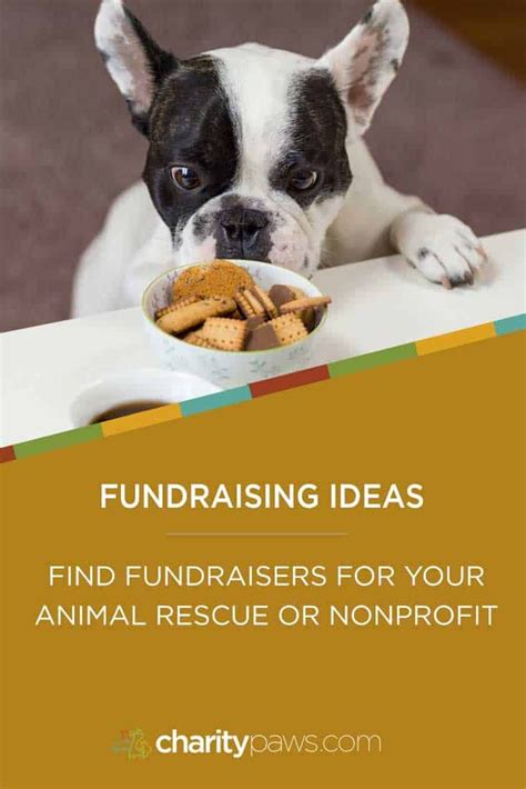 animal shelter fundraising ideas|7 fundraising ideas for animal shelters and rescues .